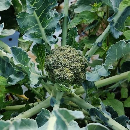 Mature green broccoli head growing among broad leafy stems in a garden, with dense florets creating a fresh, thriving natural scene.